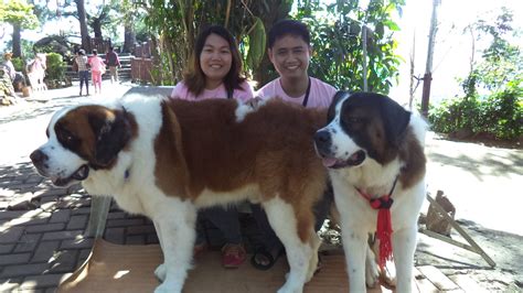 dog in baguio breed